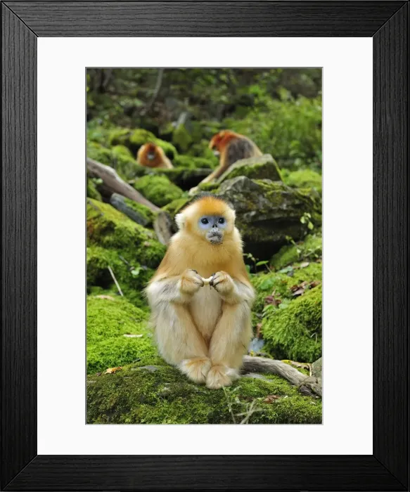 Framed Print : Picture No. 10804105 Framed Print : Picture No. 10804105