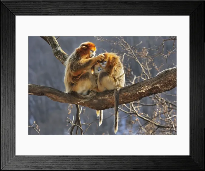 Framed Print : Picture No. 10804108 Framed Print : Picture No. 10804108