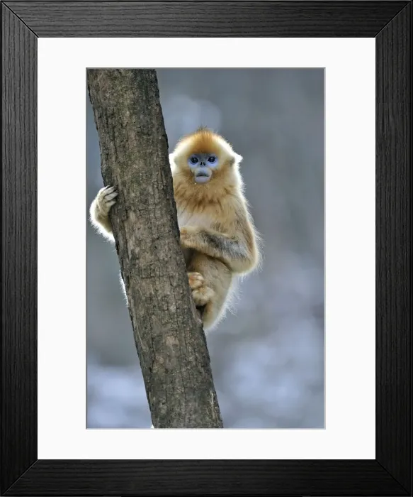 Framed Print : Picture No. 10804111 Framed Print : Picture No. 10804111