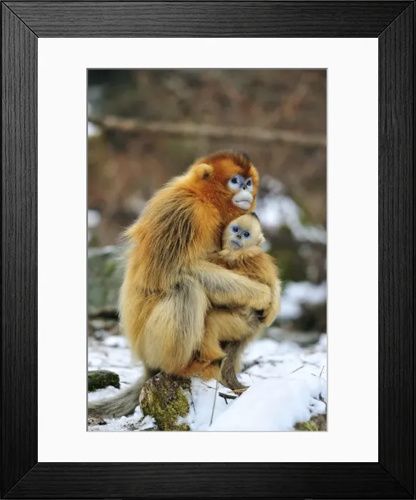 Framed Print : Picture No. 10804115 Framed Print : Picture No. 10804115