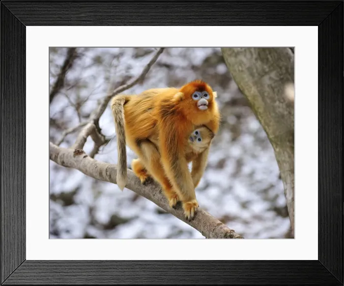 Framed Print : Picture No. 10804118