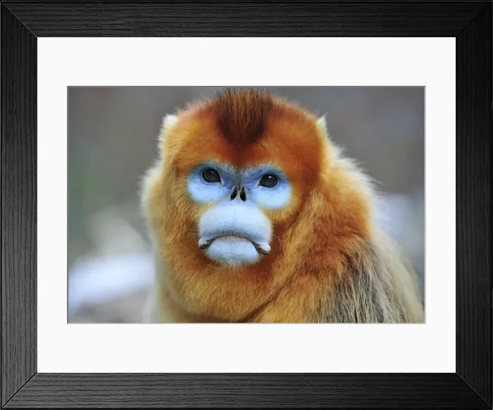 Framed Print : Picture No. 10804113 Framed Print : Picture No. 10804113