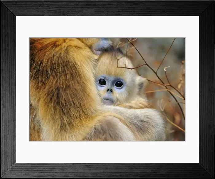 Framed Print : Picture No. 10804119 Framed Print : Picture No. 10804119