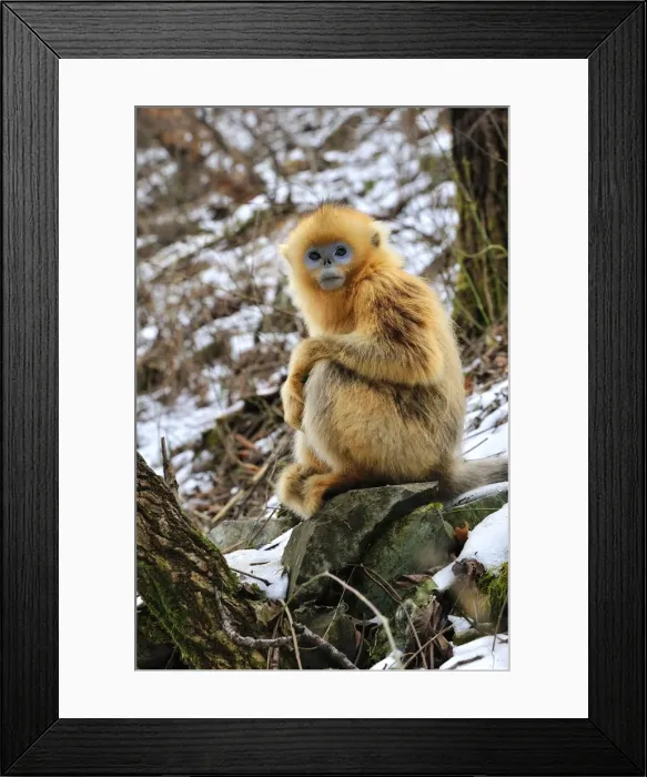 Framed Print : Picture No. 10804114 Framed Print : Picture No. 10804114