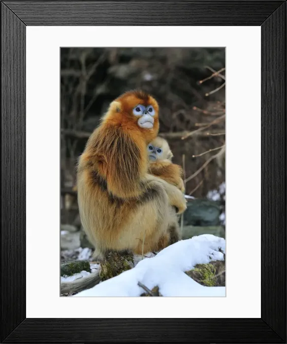 Framed Print : Picture No. 10804116 Framed Print : Picture No. 10804116
