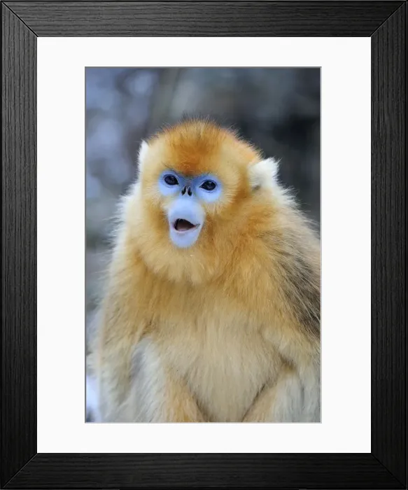 Framed Print : Picture No. 10804117 Framed Print : Picture No. 10804117