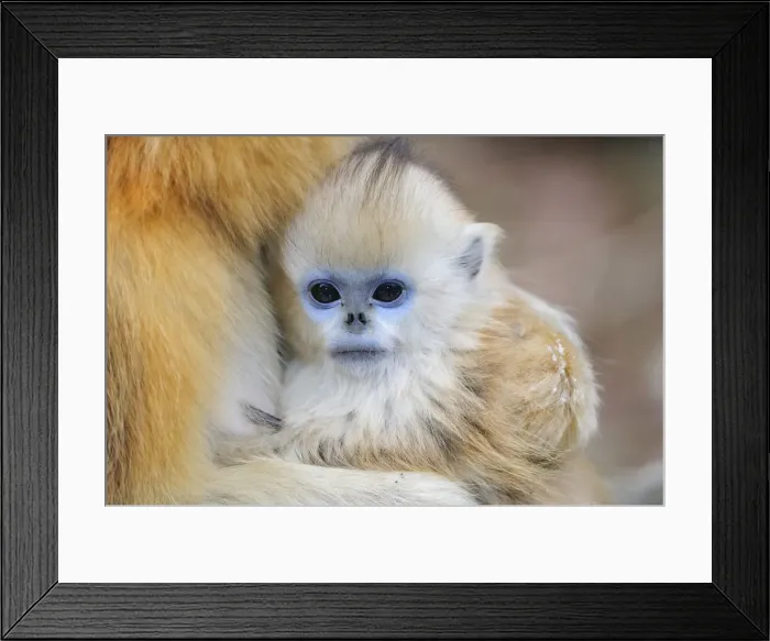Framed Print : Picture No. 10804122 Framed Print : Picture No. 10804122