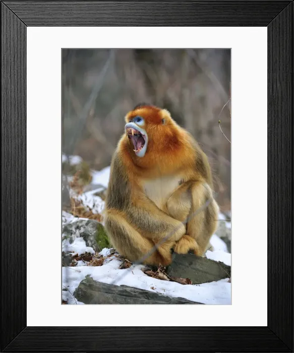 Framed Print : Picture No. 10804120 Framed Print : Picture No. 10804120
