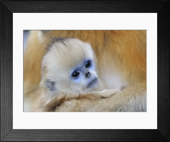 Framed Print : Picture No. 10804123