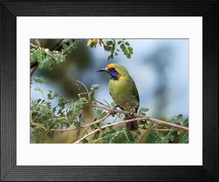 Framed Print : Picture No. 10847984 Framed Print : Picture No. 10847984
