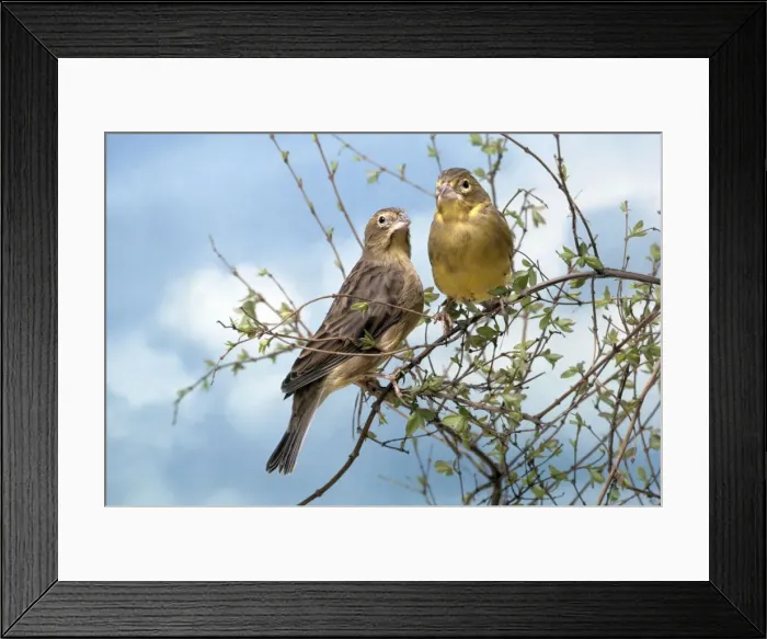 Framed Print : Picture No. 10847954 Framed Print : Picture No. 10847954