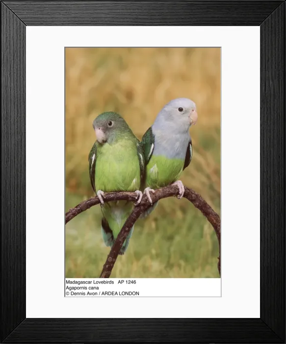 Framed Print : Picture No. 10848022 Framed Print : Picture No. 10848022