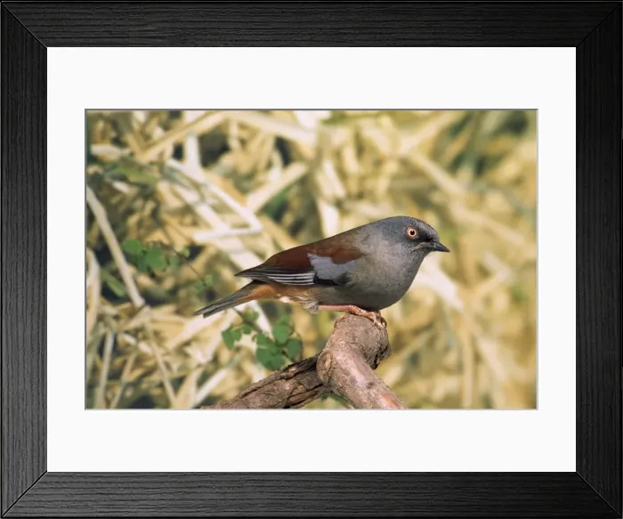 Framed Print : Picture No. 10848029 Framed Print : Picture No. 10848029