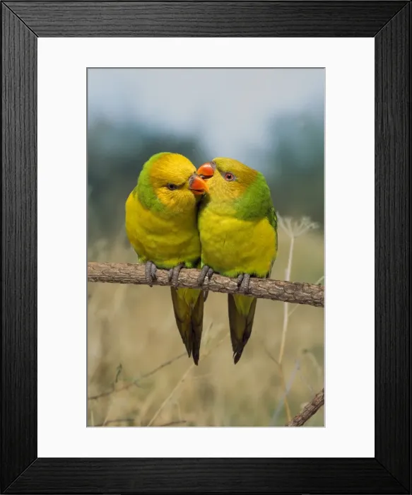 Framed Print : Picture No. 10848057 Framed Print : Picture No. 10848057