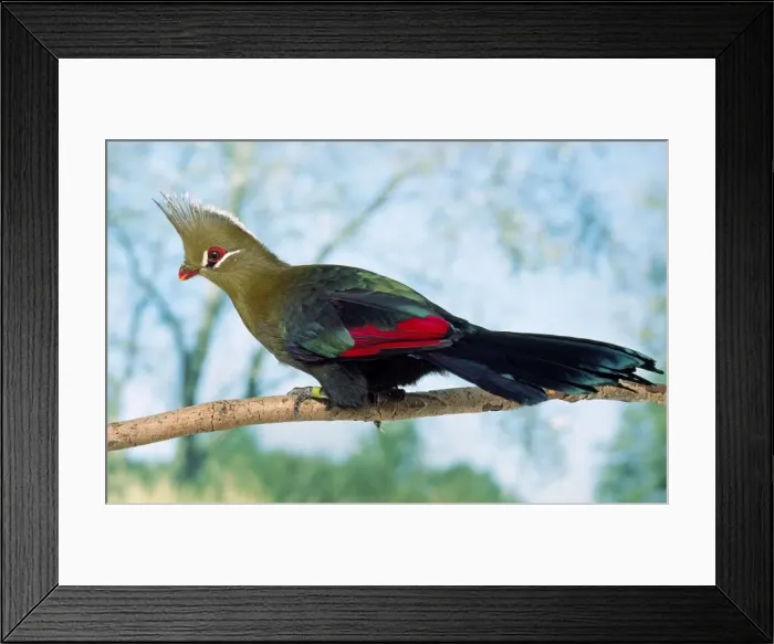 Framed Print : Picture No. 10848065 Framed Print : Picture No. 10848065