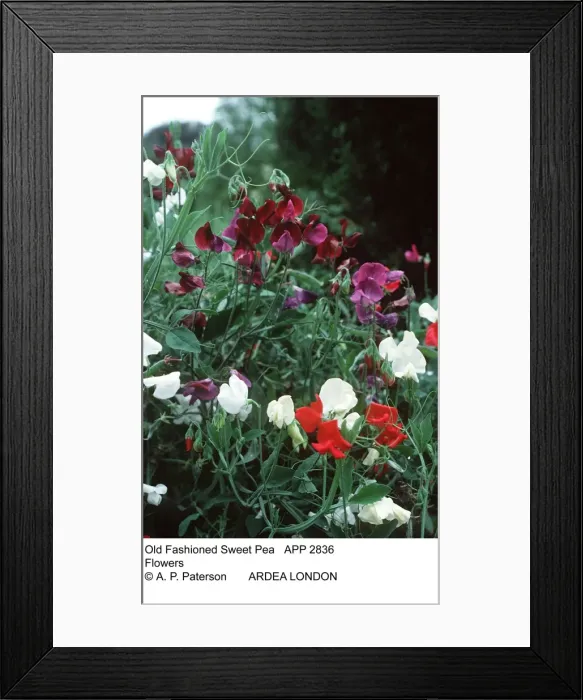 Framed Print : Picture No. 10848088