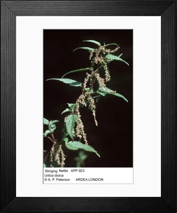 Framed Print : Picture No. 10848068 Framed Print : Picture No. 10848068