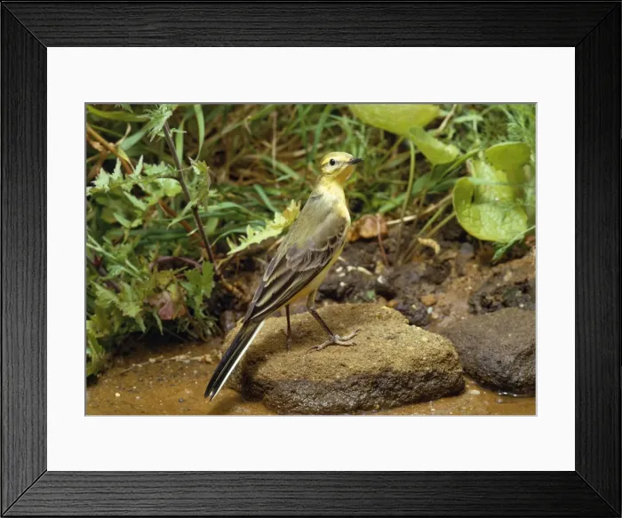 Framed Print : Picture No. 10848032 Framed Print : Picture No. 10848032