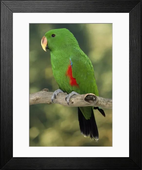 Framed Print : Picture No. 10848004 Framed Print : Picture No. 10848004