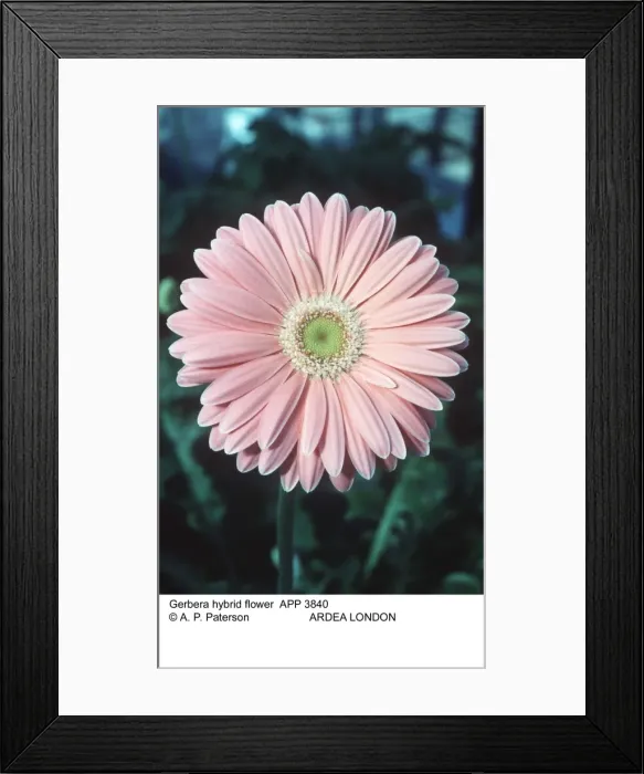 Framed Print : Picture No. 10848100 Framed Print : Picture No. 10848100