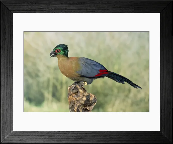 Framed Print : Picture No. 10848066 Framed Print : Picture No. 10848066