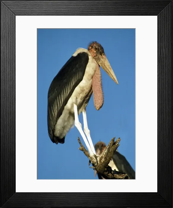 Framed Print : Picture No. 10848134 Framed Print : Picture No. 10848134