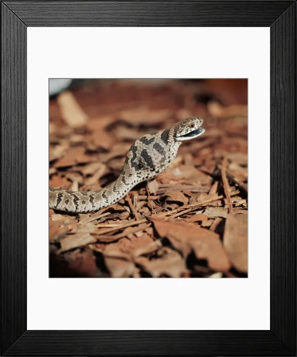 Framed Print : Picture No. 10848124 Framed Print : Picture No. 10848124