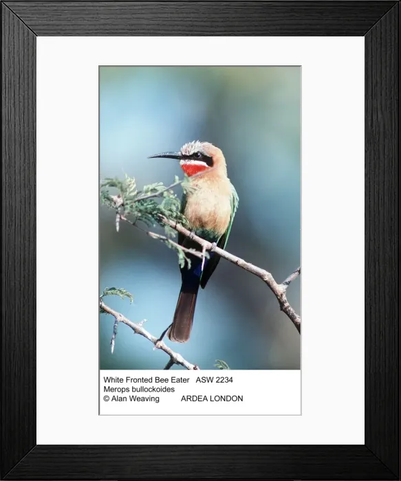 Framed Print : Picture No. 10848141 Framed Print : Picture No. 10848141