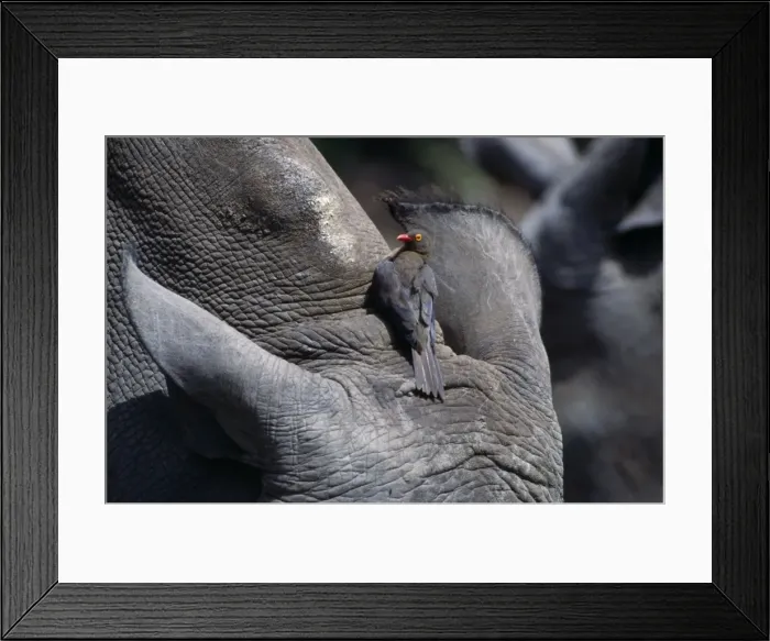 Framed Print : Picture No. 10848161 Framed Print : Picture No. 10848161