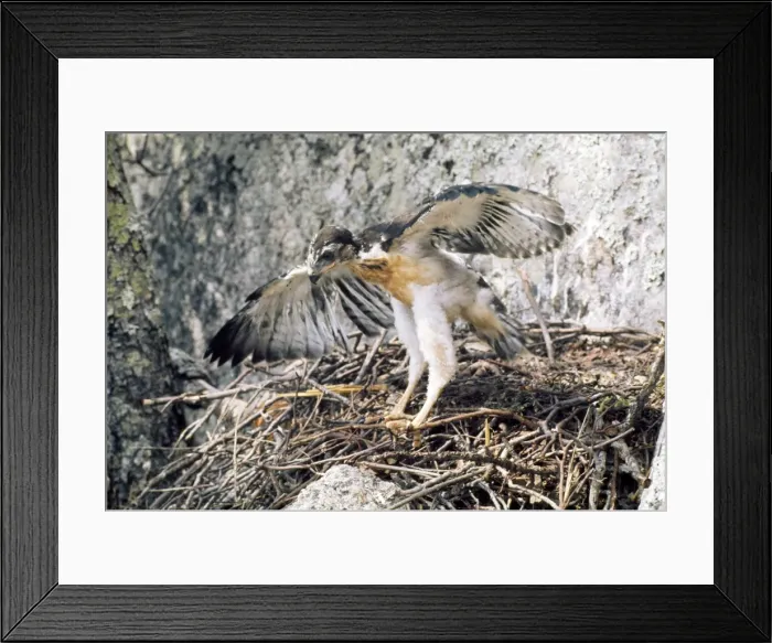 Framed Print : Picture No. 10848125 Framed Print : Picture No. 10848125