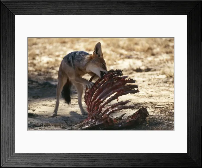 Framed Print : Picture No. 10848168