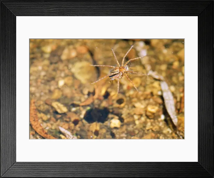 Framed Print : Picture No. 10848189 Framed Print : Picture No. 10848189