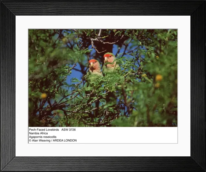 Framed Print : Picture No. 10848208 Framed Print : Picture No. 10848208