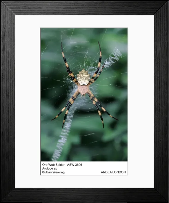 Framed Print : Picture No. 10848200 Framed Print : Picture No. 10848200