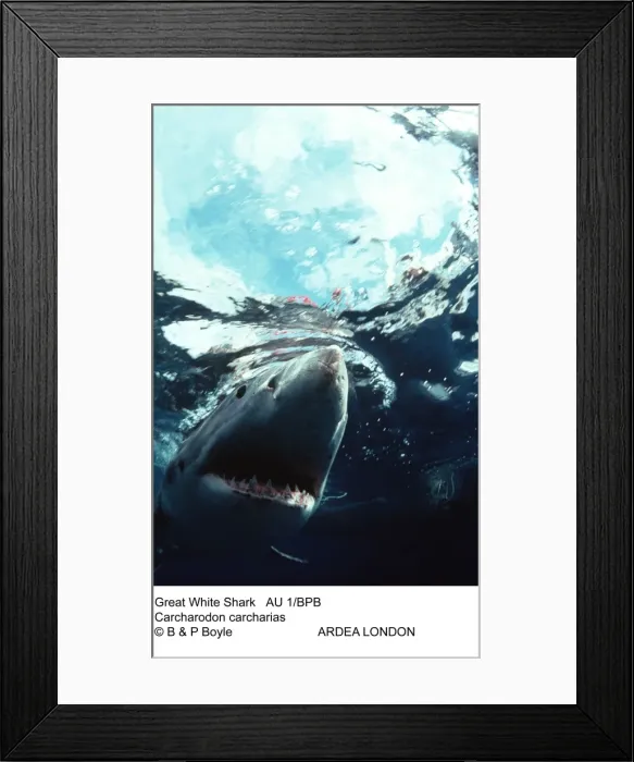 Framed Print : Picture No. 10848228