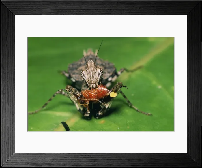 Framed Print : Picture No. 10848221 Framed Print : Picture No. 10848221