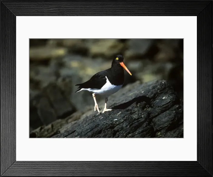 Framed Print : Picture No. 10848248 Framed Print : Picture No. 10848248