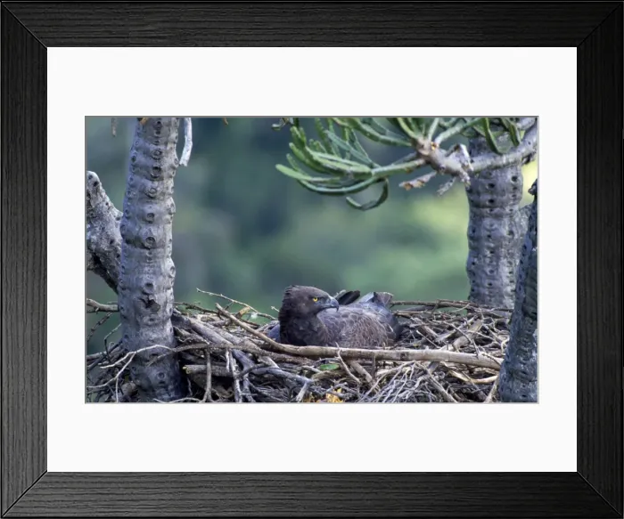 Framed Print : Picture No. 10848175 Framed Print : Picture No. 10848175