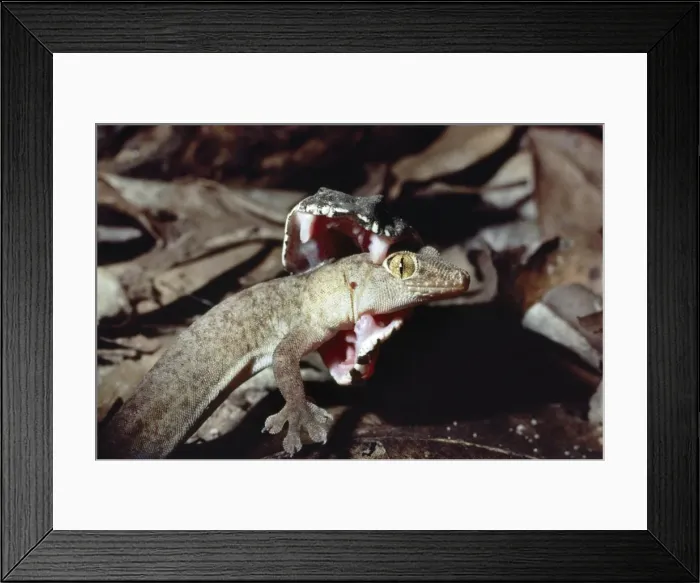 Framed Print : Picture No. 10848231 Framed Print : Picture No. 10848231