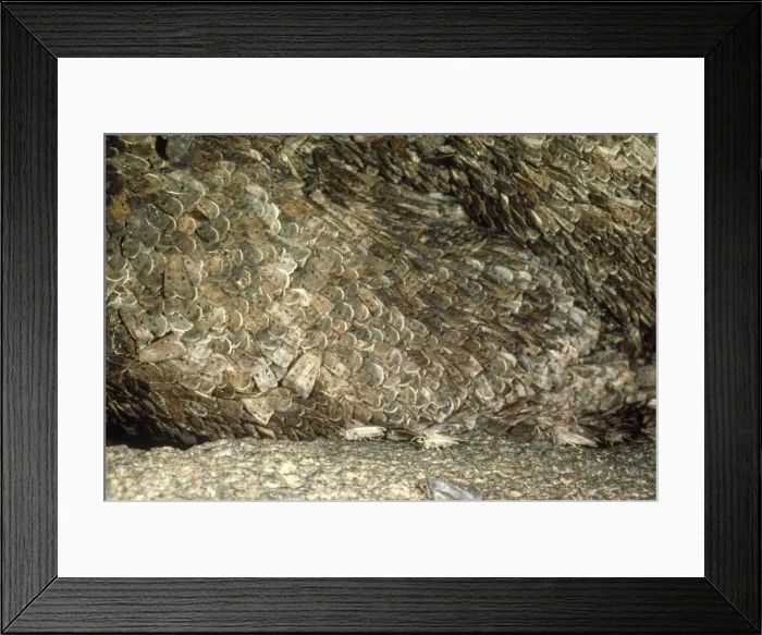 Framed Print : Picture No. 10848233 Framed Print : Picture No. 10848233