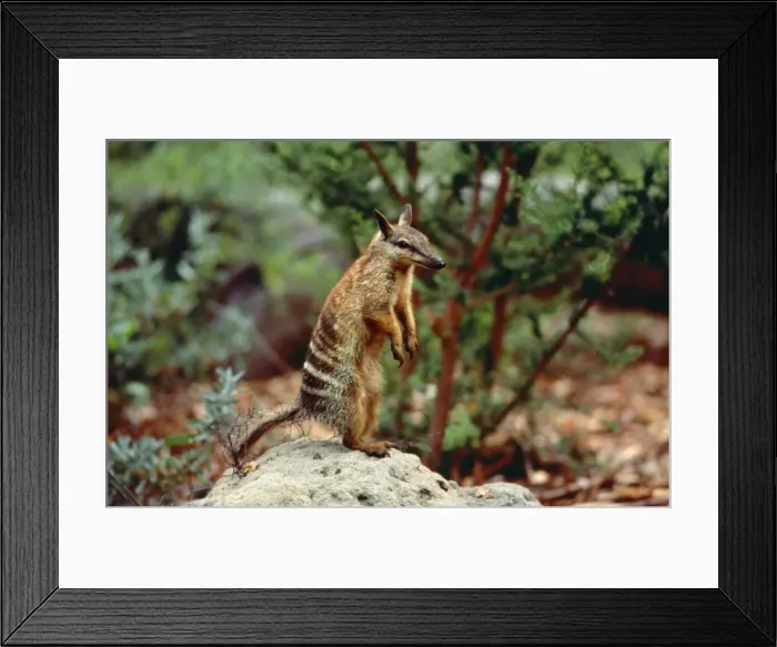 Framed Print : Picture No. 10848277 Framed Print : Picture No. 10848277