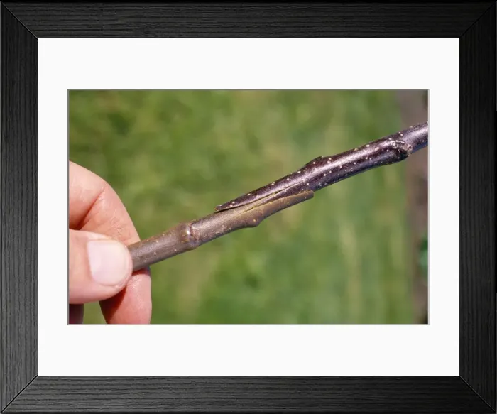 Framed Print : Picture No. 10848272 Framed Print : Picture No. 10848272
