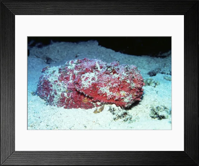 Framed Print : Picture No. 10848309 Framed Print : Picture No. 10848309