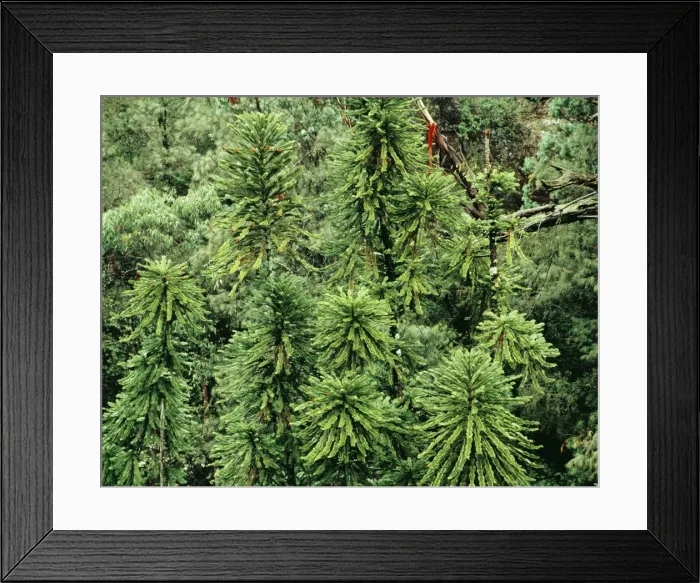 Framed Print : Picture No. 10848278 Framed Print : Picture No. 10848278