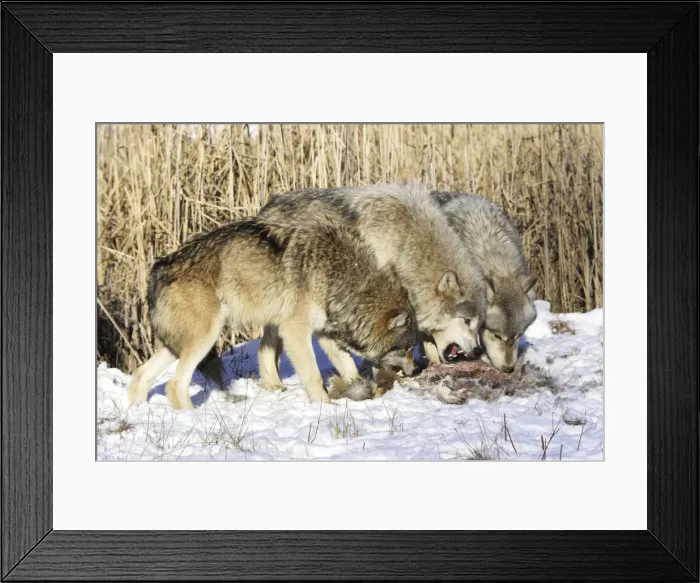Framed Print : Picture No. 10781588 Framed Print : Picture No. 10781588