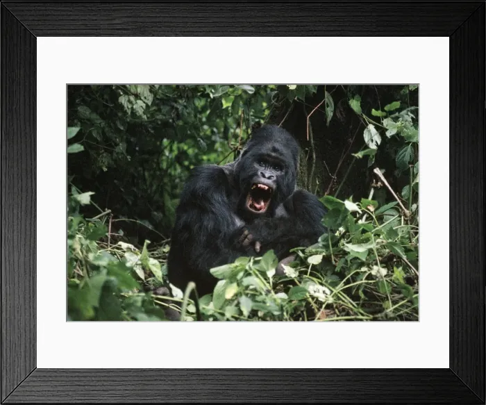 Framed Print : Picture No. 10848354 Framed Print : Picture No. 10848354