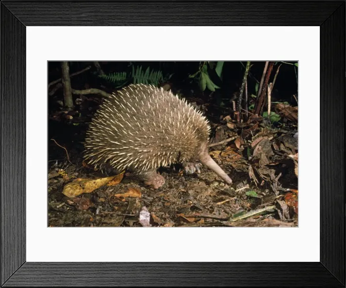 Framed Print : Picture No. 10848368 Framed Print : Picture No. 10848368