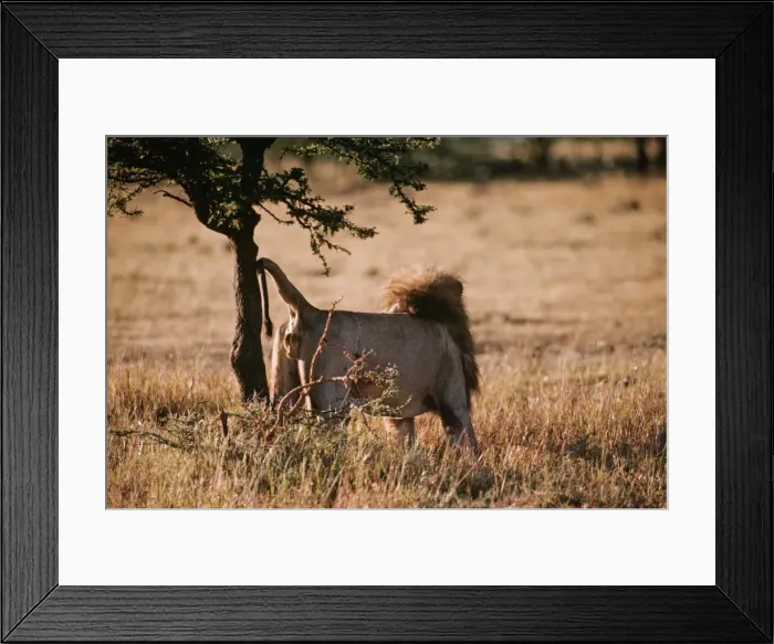 Framed Print : Picture No. 10848365 Framed Print : Picture No. 10848365