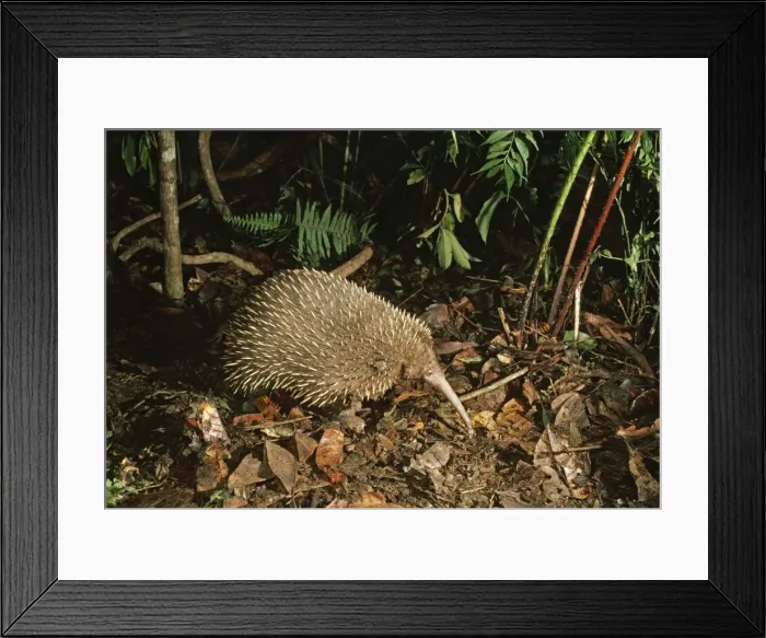 Framed Print : Picture No. 10848369 Framed Print : Picture No. 10848369