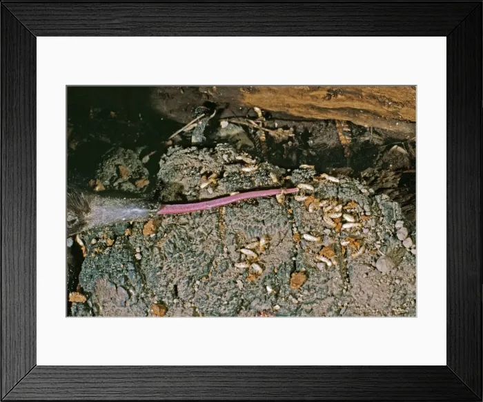 Framed Print : Picture No. 10848372 Framed Print : Picture No. 10848372
